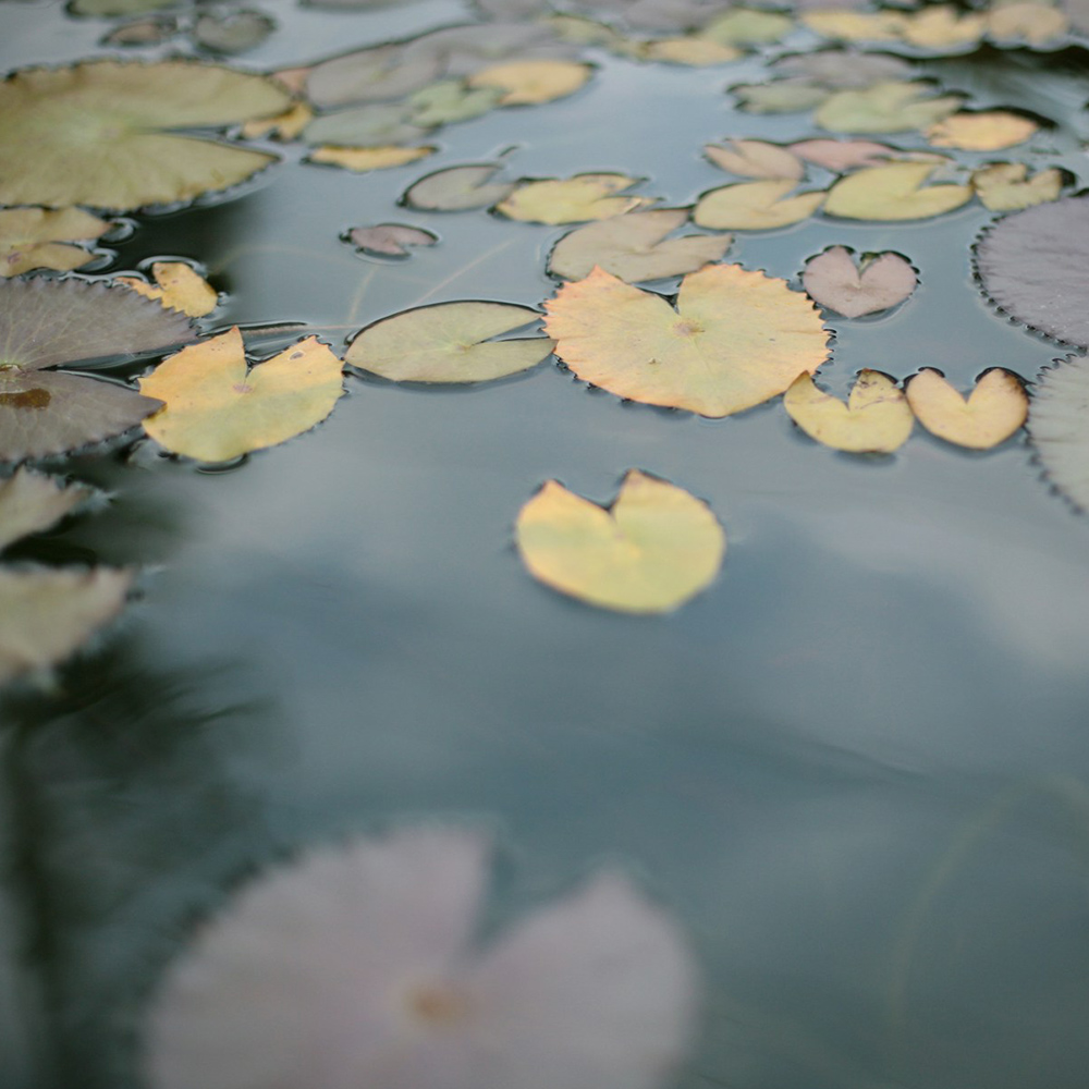 A pond with lilypads