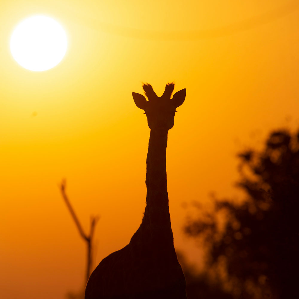 Giraffe in silhouette with an orange sky and yellow sun