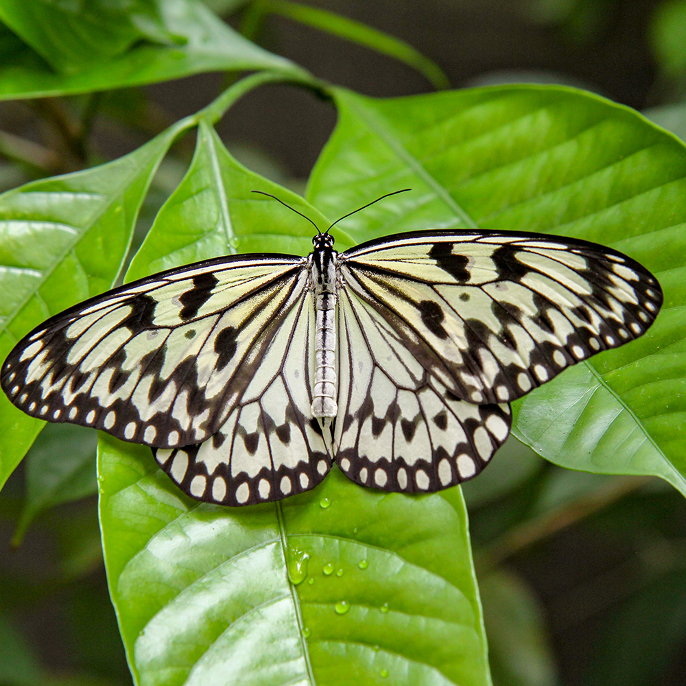 A butterfly on a leaf