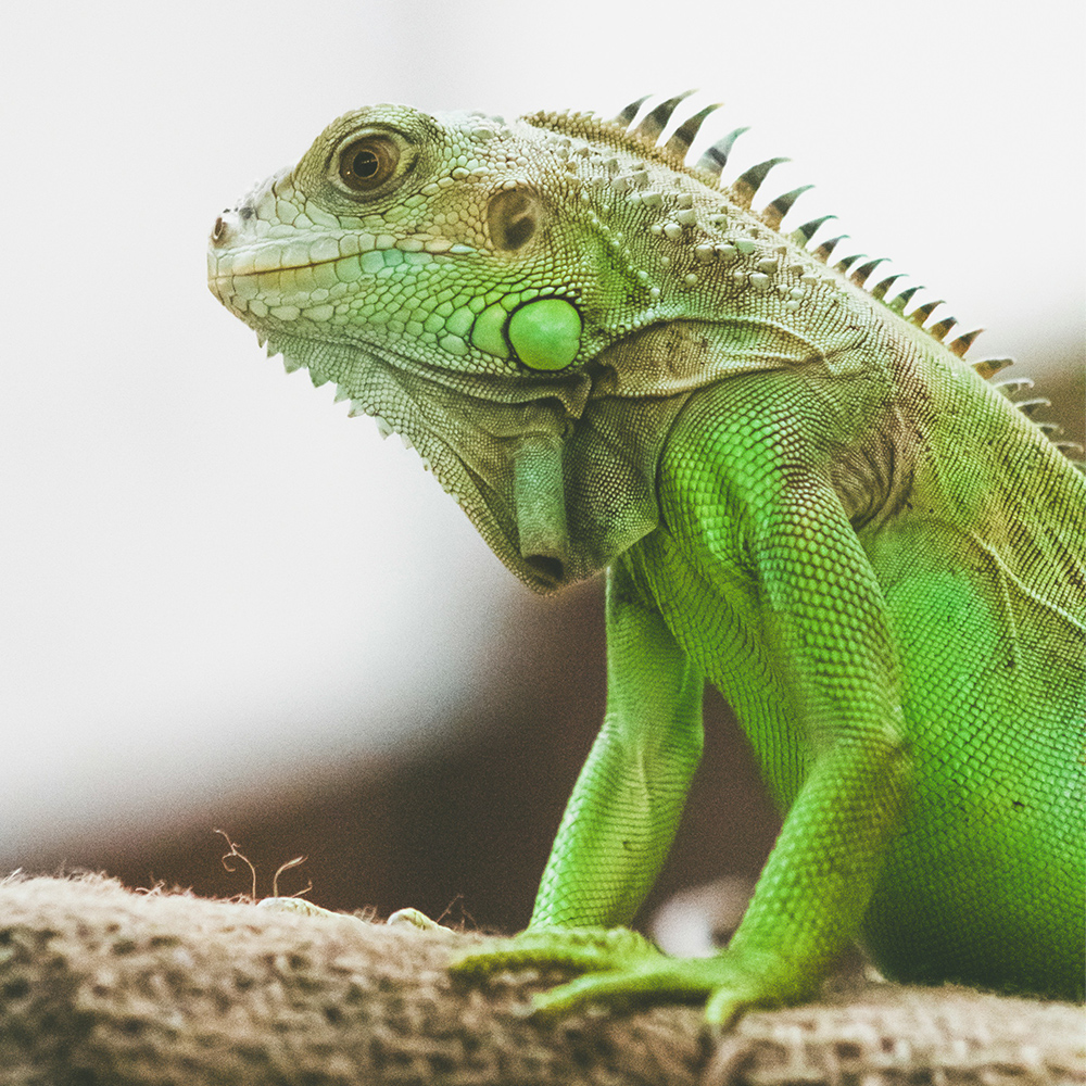 A green lizard