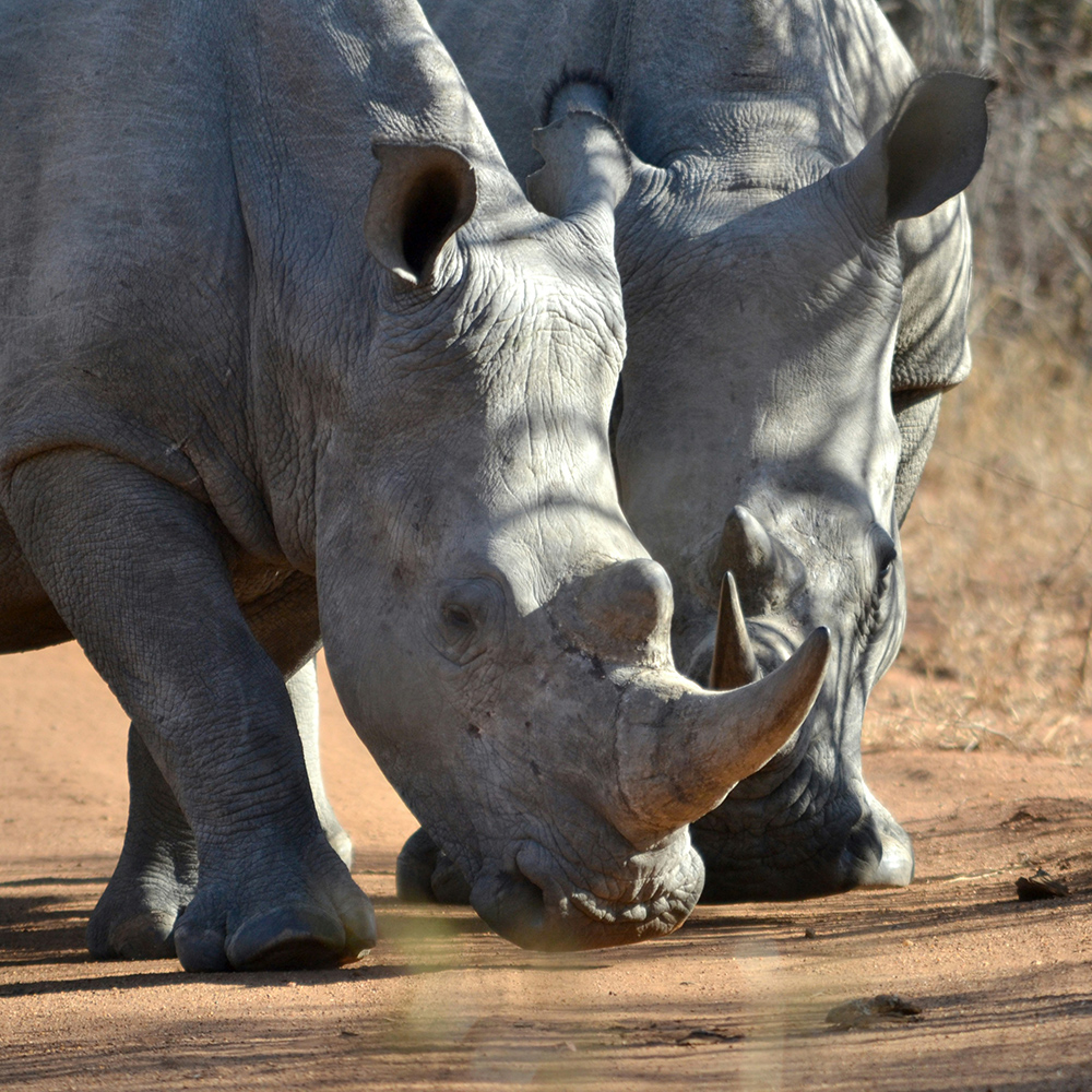 Rhinos in a field
