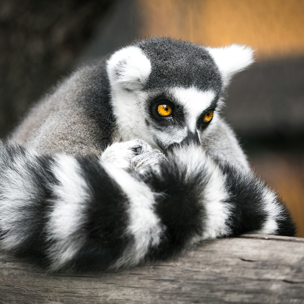 A lemur with tail curled around its body