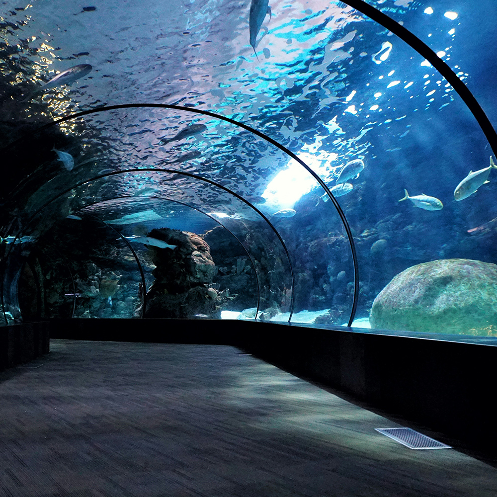 A glass tunnel surrounded by water, coral and fish.